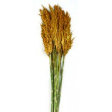 PLUME REED PRESERVED  Gold 36"-40"-OUT OF STOCK